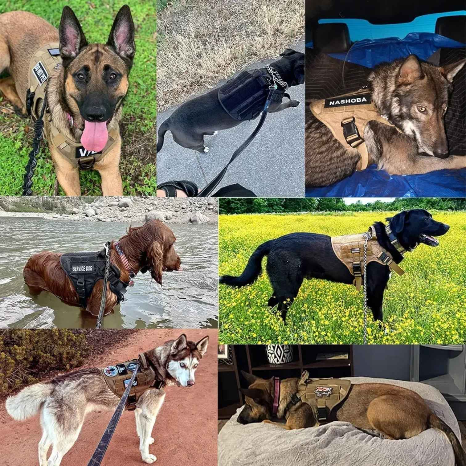 Pets & Supplies : Tactisch Militair Tuigje Zwart van Gevoerd Nylon voor Grote Honden met Robuuste Handgreep in van Pantinoshop