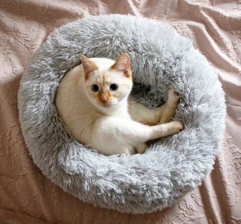 pets : Hondenmand Fluffy Calming Bed Koffie - Zacht Anti-Angst voor Kleine & Middelgrote Honden in van Pantino