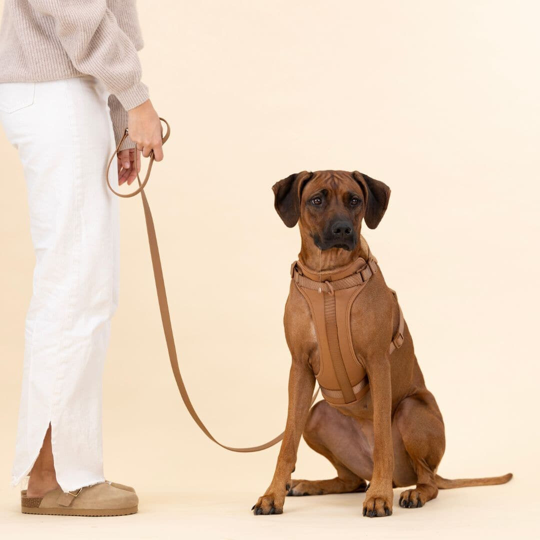 pets : ComfyPaws - Harnas Wandel Set (Inclusief Riem en Poepzakjes Drager) - Bruin in van Pantino