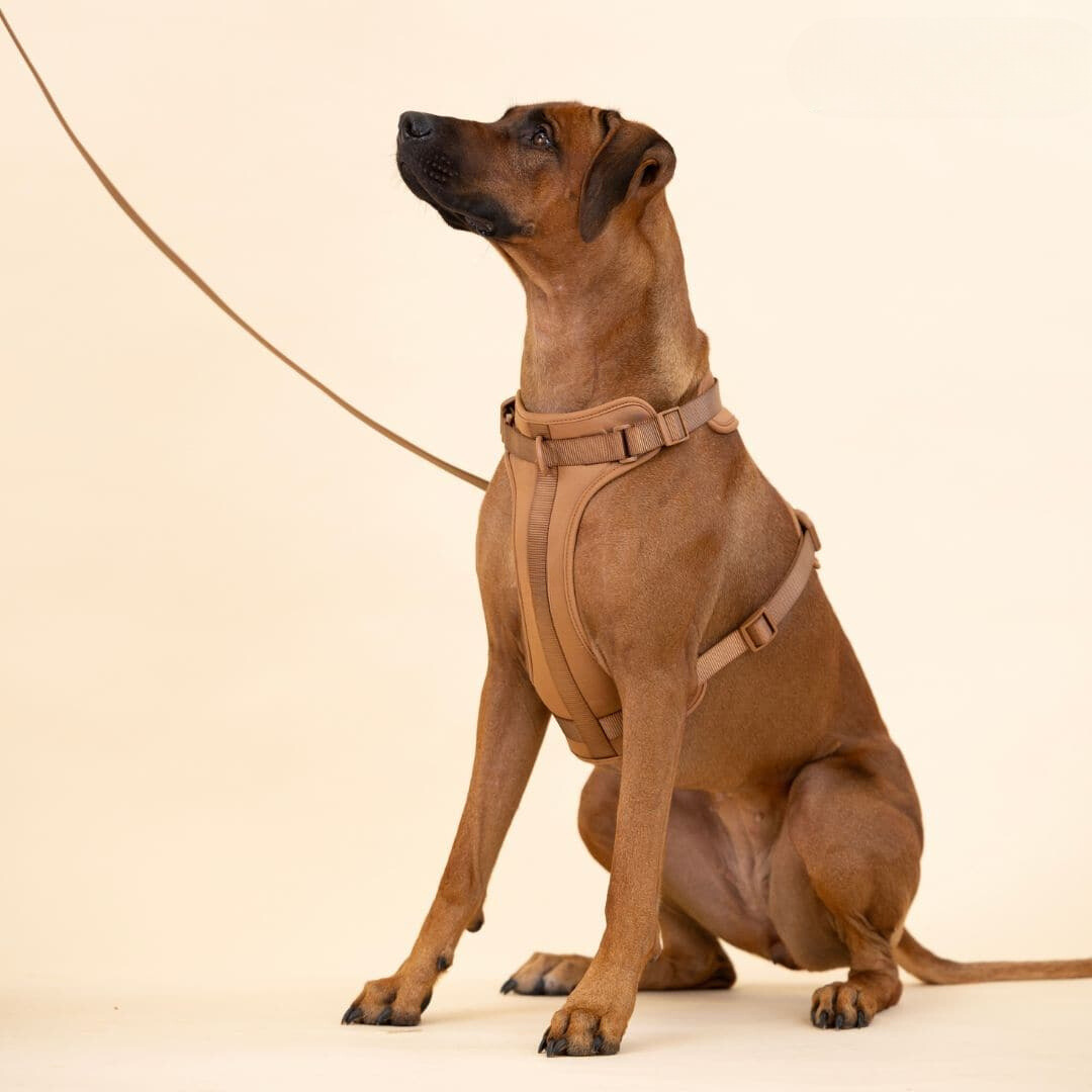 pets : ComfyPaws - Harnas Wandel Set (Inclusief Riem en Poepzakjes Drager) - Bruin in van Pantino