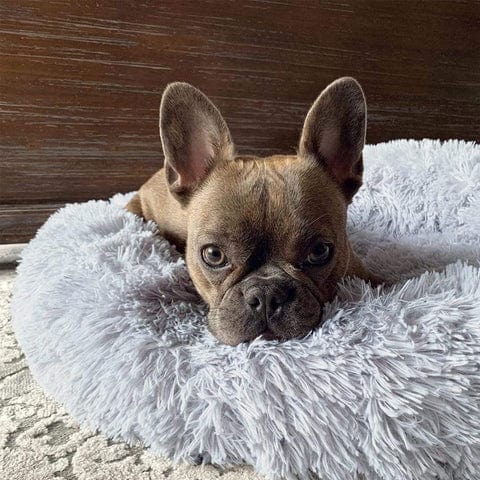 pets : Hondenmand Fluffy Calming Bed Koffie - Zacht Anti-Angst voor Kleine & Middelgrote Honden in van Pantino