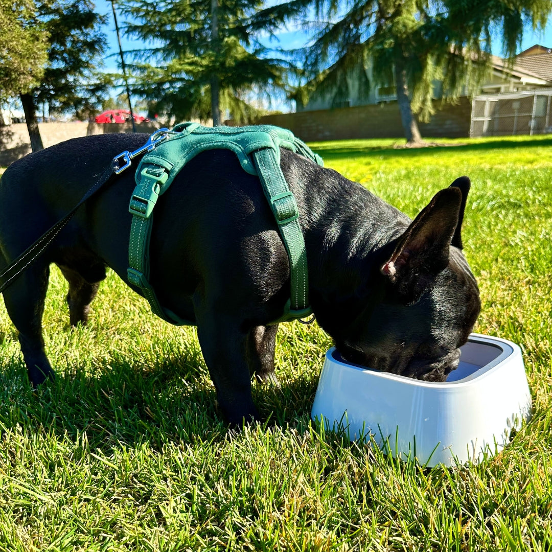 pets : AquaDog - Geen Natte Vloer Meer - Wit in van Pantino