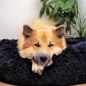 pets : PawZen - Comfortabel Hondenbed - Ultiem Comfort in Zwart van Pantino