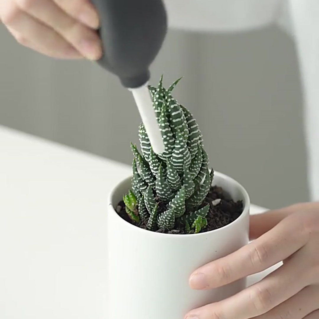 home & garden : Succulent Planting Gereedschapset (8-Delig) in van Pantino