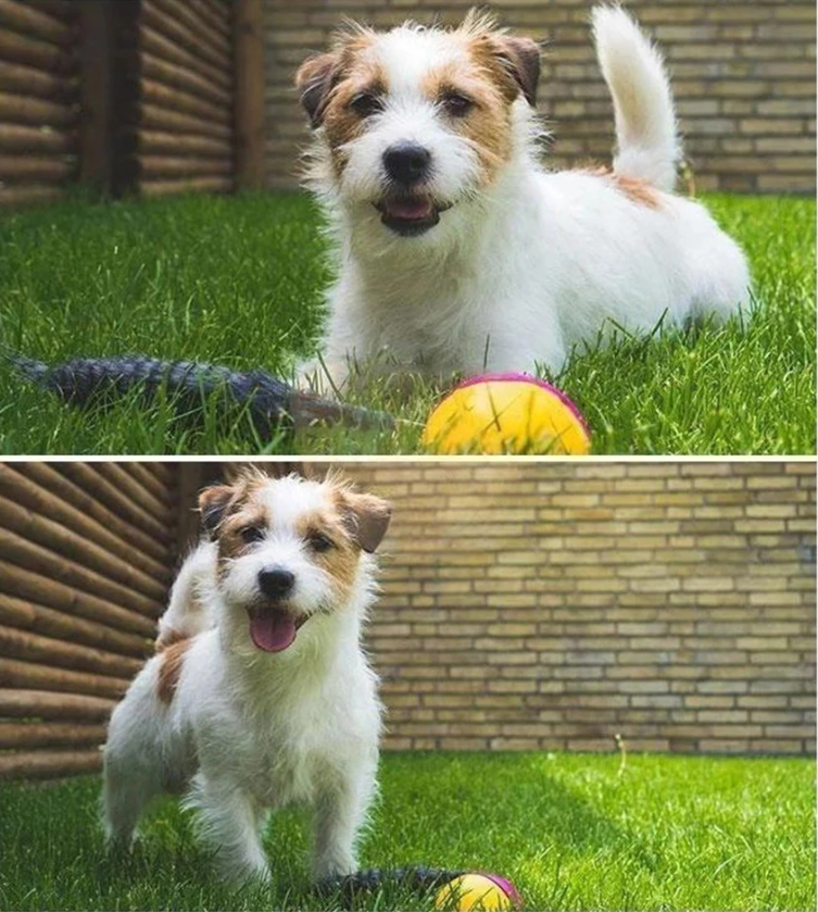 pets : PlayBall - Elektronisch Interactief Speelgoed voor Dieren in van Pantino