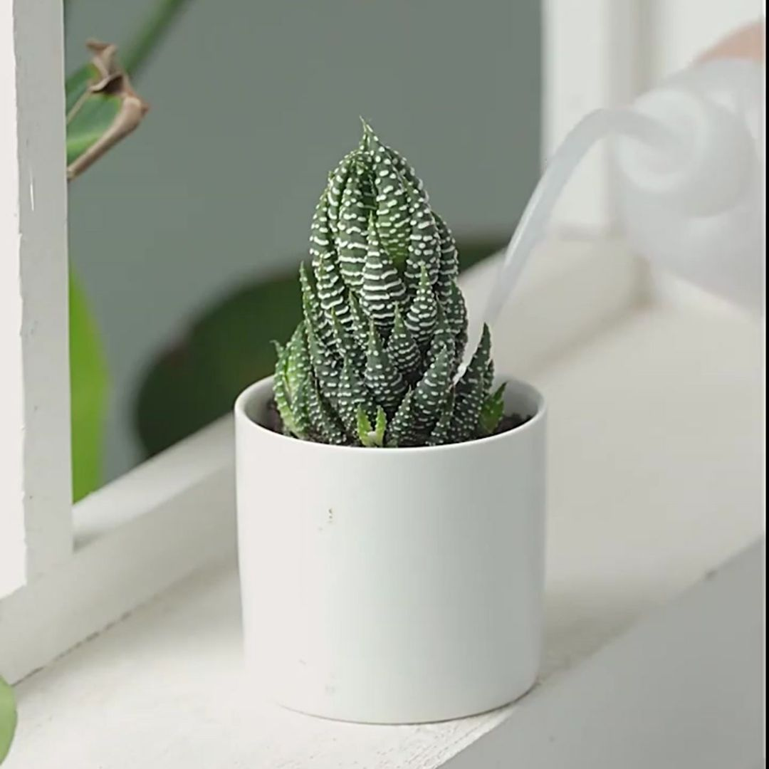 home & garden : Succulent Planting Gereedschapset (8-Delig) in van Pantino