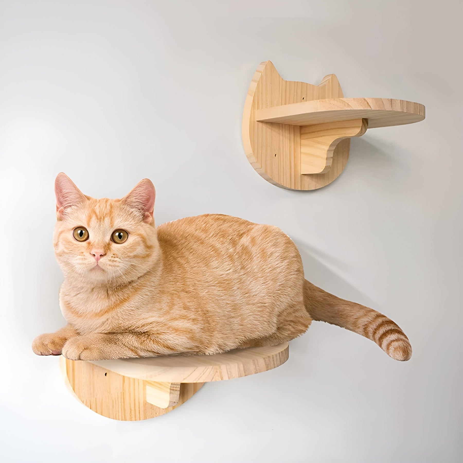 pets : Kattenklimplank Wandmontage - Krabpaal Instinct Training - Hout in van Pantino