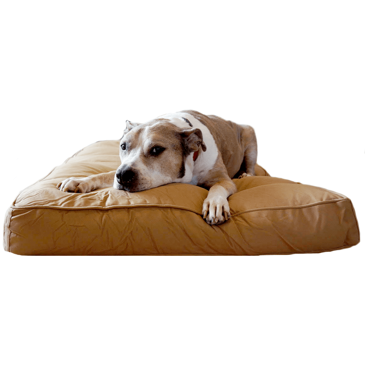 pets : Orthopedisch Robuust Zwart Hondenbed in Tan van Pantino