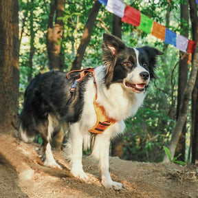 pets : WalkLine - Ontspan, Loop en Connect Veilig - Zwart in van Pantino