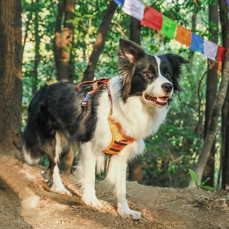 pets : WalkLine - Ontspan, Loop en Connect Veilig - Zwart in van Pantino
