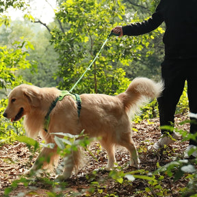 pets : WalkLine - Ontspan, Loop en Connect Veilig - Zwart in van Pantino