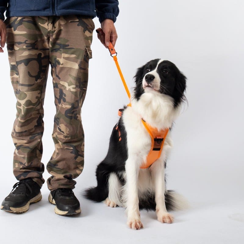 pets : WalkLine - Ontspan, Loop en Connect Veilig - Zwart in van Pantino