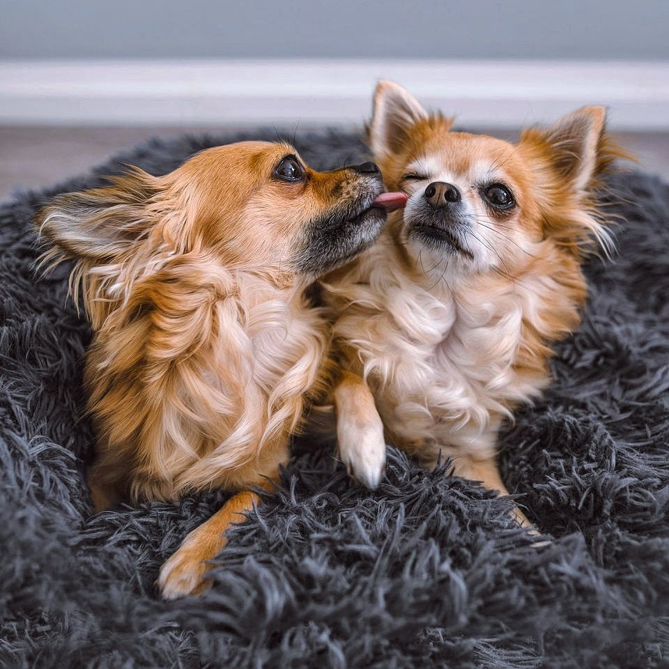 pets : Hondenbed Grijs - Ultiem Comfortabel Zacht Ligplaats - Pluche in van Pantino