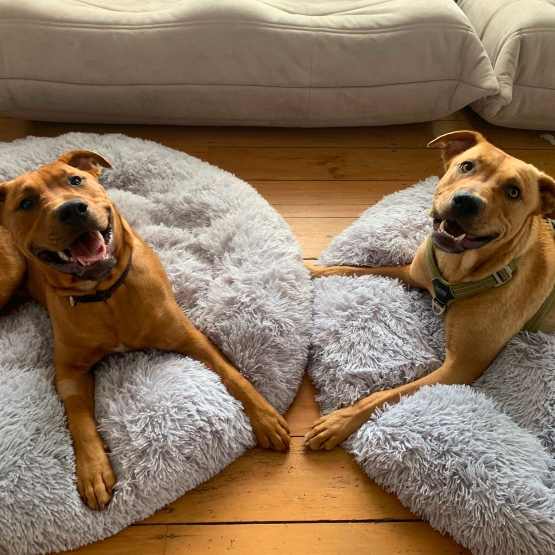 pets : Hondenbed Donut - Knus Comfortabel Zacht - Pluche in van Pantino