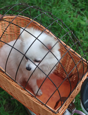pets : Rotan Fietsmand voor Achterop Hond - Naturel in van Pantino