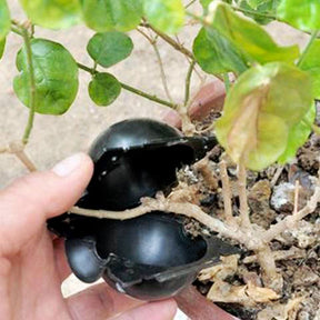 home & garden : Plant Rooting Ball 1 stuk in van Pantino