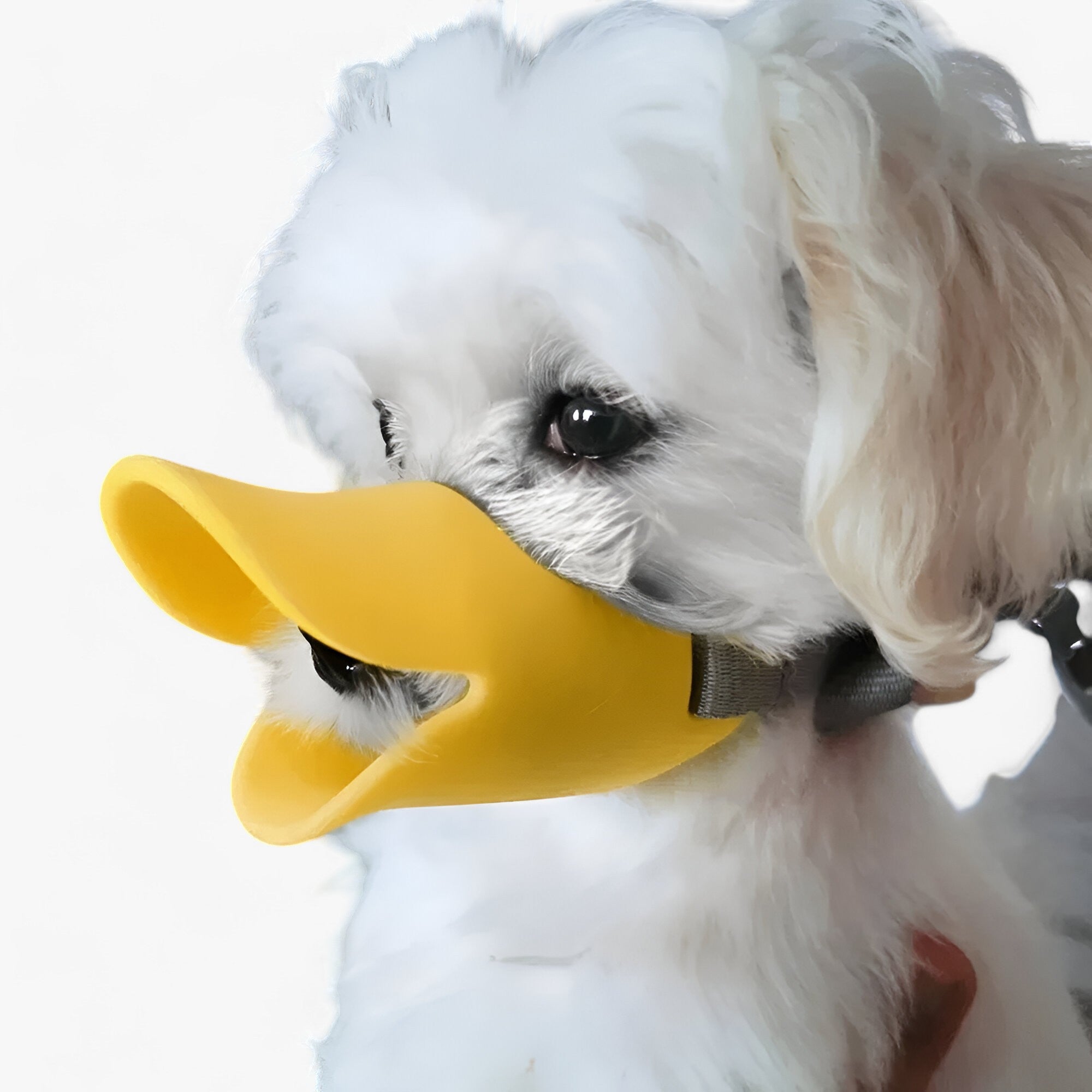 pets : Anti-Bijt en Blaff Masker - Oranje in van Pantino