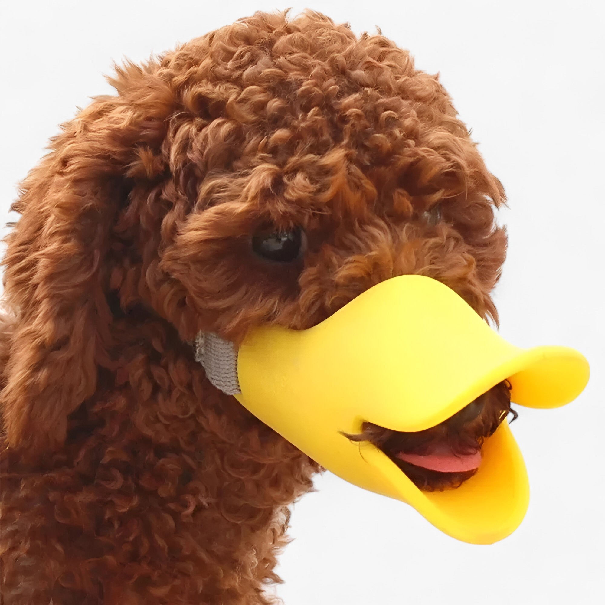 pets : Anti-Bijt en Blaff Masker - Oranje in van Pantino