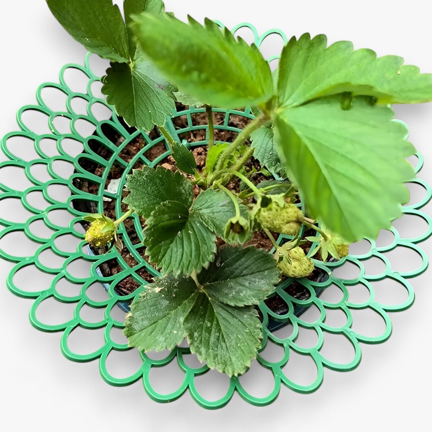 home & garden : Aardbeiplant Onderhouders voor Gezonde Groei in van Pantino