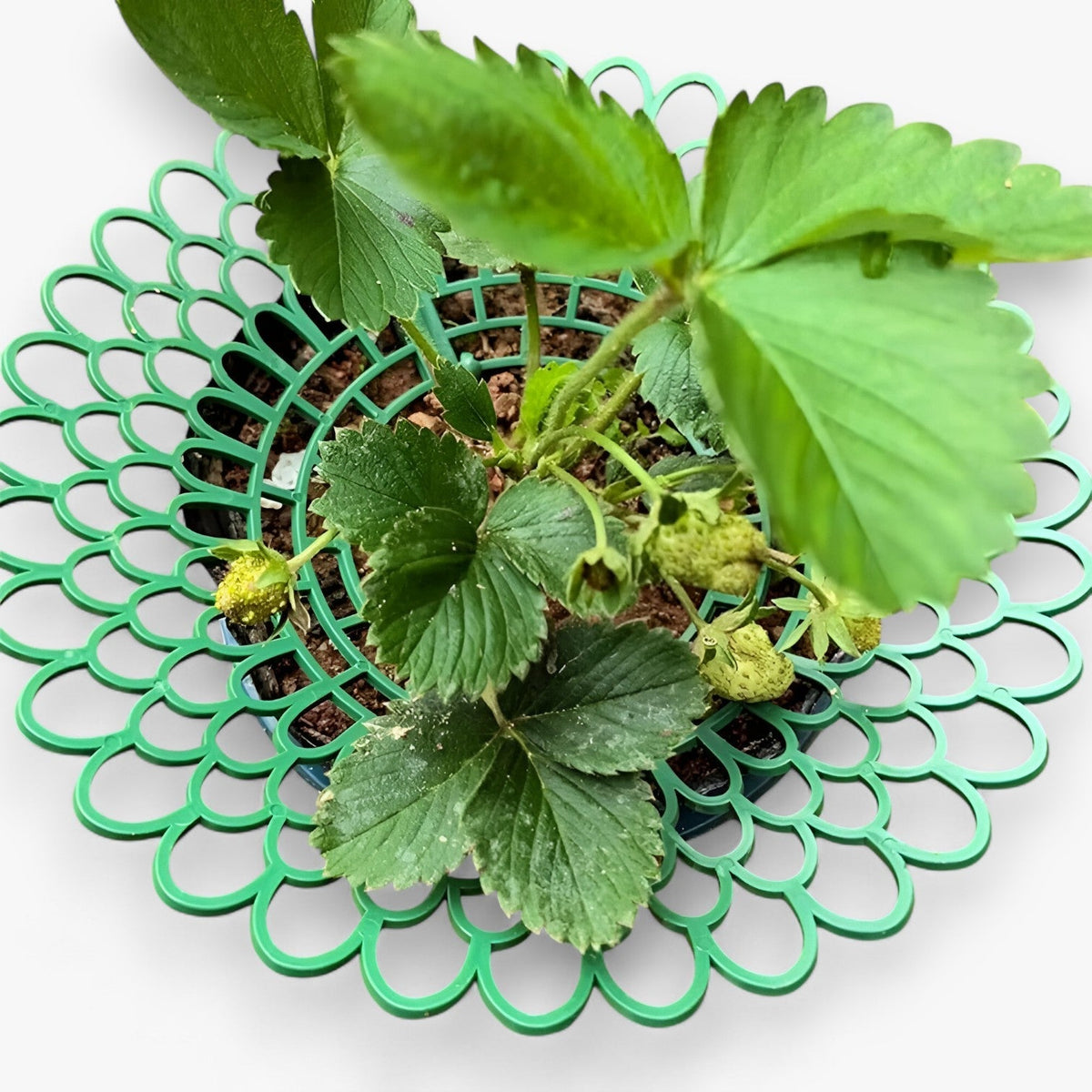 home & garden : Aardbeiplant Onderhouders voor Gezonde Groei in van Pantino