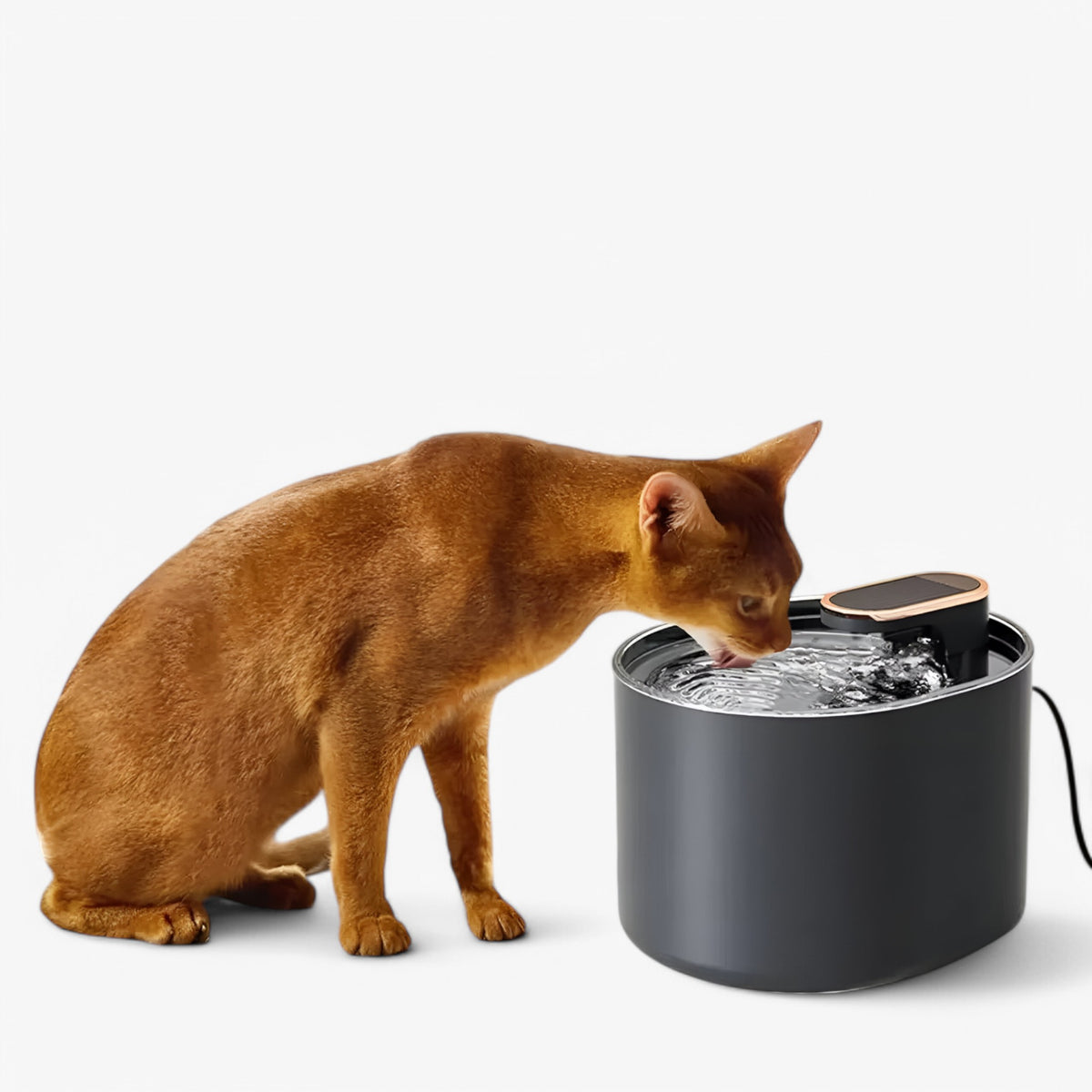 pets : Verhoog de Hydratatie van Jouw Kat - Zwart in van Pantino