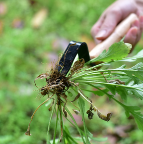 home & garden : Compact Weed Puller: het Essentiële Tuingereedschap in van Pantino