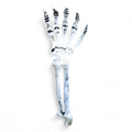 Fantomische Halloween Decoratie - Plastic Skelet en Skull Ornamenten