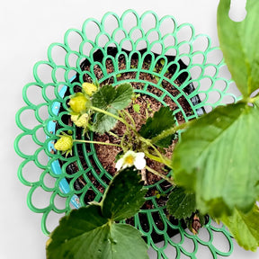 home & garden : Aardbeiplant Onderhouders voor Gezonde Groei in van Pantino