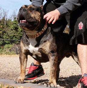 pets : BlingBling - Metalen Honden Ketting - Zilver met Diamand in van Pantino