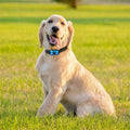 GentleDog obojek proti štěkání modrý - Nastavitelný a pohodlný pro malé až velké psy
