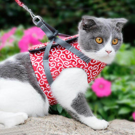 pets : Kattenharnas Vest Set Blauw - Comfortabel & Verstelbaar voor Kleine & Middelgrote Katten in Rood van Pantinoshop