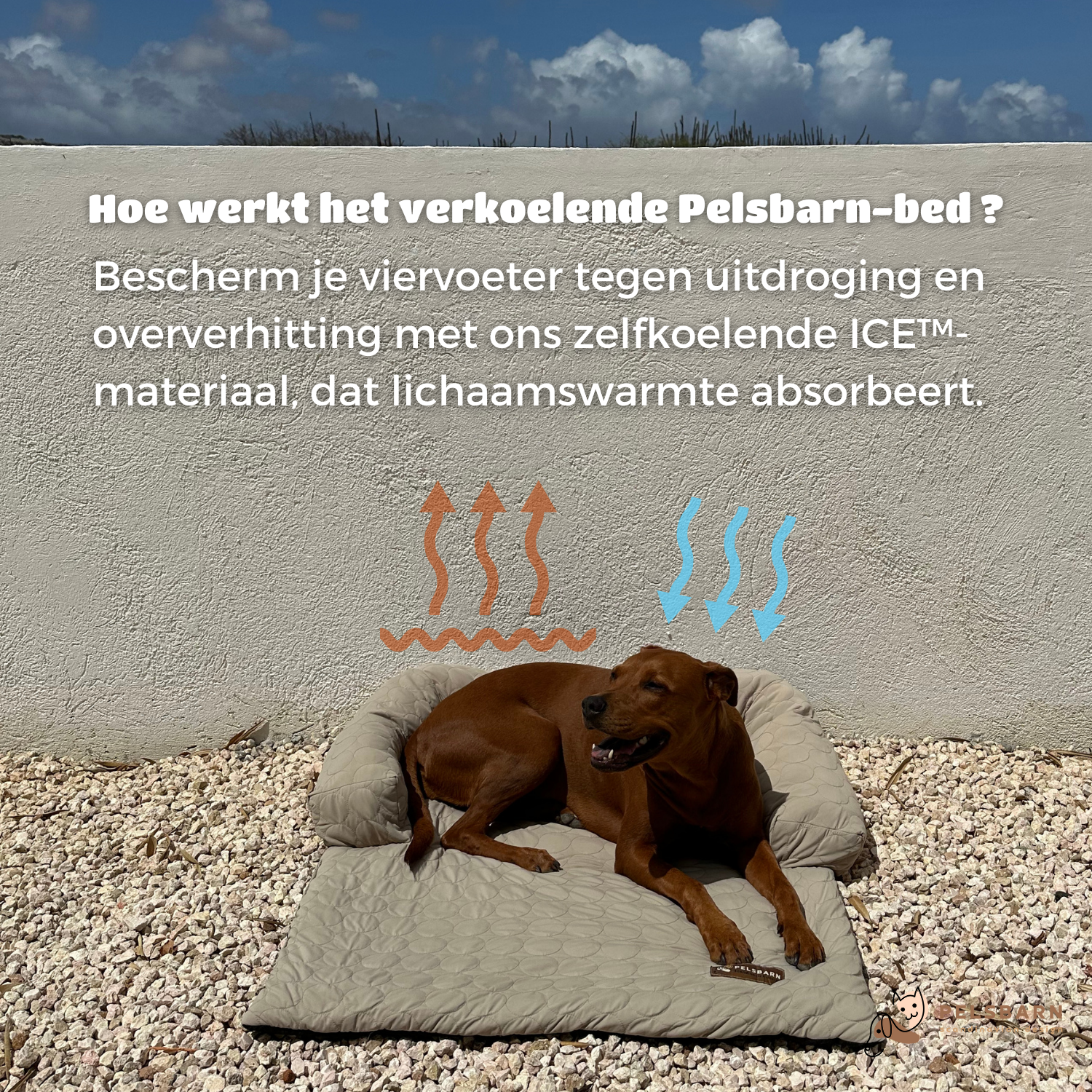 Huisdieren : Verkoelend Honden Bed - Lichtblauw in van Pantino
