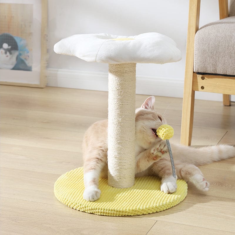 pets : Ei Serie Kat Combo Katten in van Pantino