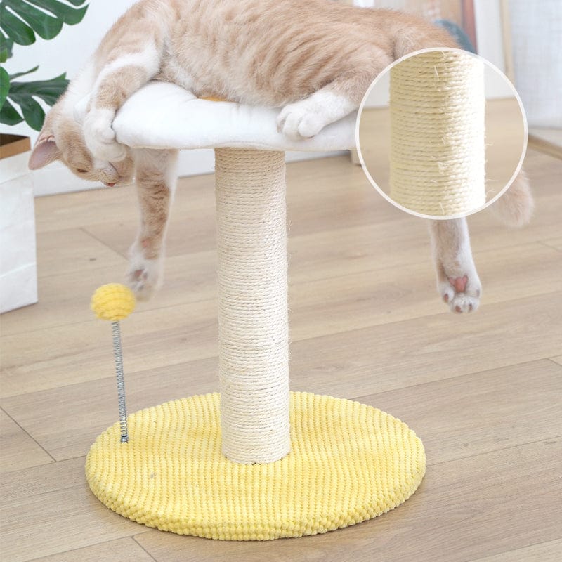 pets : Ei Serie Kat Combo Katten in van Pantino