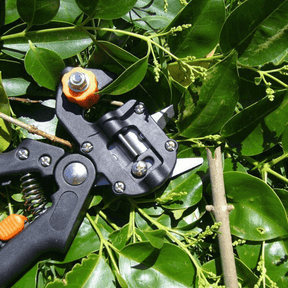 home & garden : Tuin Enting Tool - Planten Enten Professioneel Precisie - Staal in van Pantino