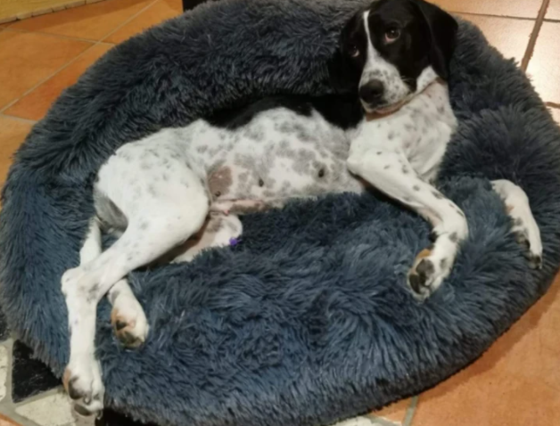 pets : Katten en Hondenbed Roze - Knus Comfortabel Zacht - Pluche in Arctisch grijs van Pantino