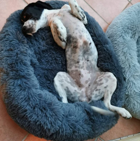 pets : Katten en Hondenbed Roze - Knus Comfortabel Zacht - Pluche in van Pantino