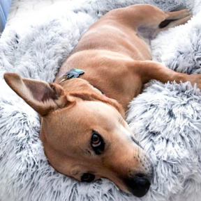 pets : Katten en Hondenbed Roze - Knus Comfortabel Zacht - Pluche in van Pantino