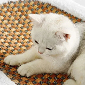pets : ScratchHaven - Krabbed voor Katten in van Pantino