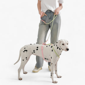 pets : Pawfect Pals - Hondenhalsband-set - Opvallend Ontwerp met Duurzaam Pvc in van Pantino