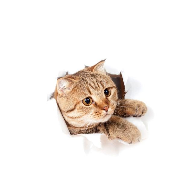 home & garden : 3D Kat Sticker Muursticker Honden Katten in Katze5 van Pantino
