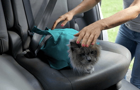 pets : Comfy Cat Reisetui - Blauw in van Pantino