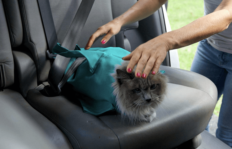 pets : Comfy Cat Reisetui - Blauw in van Pantino