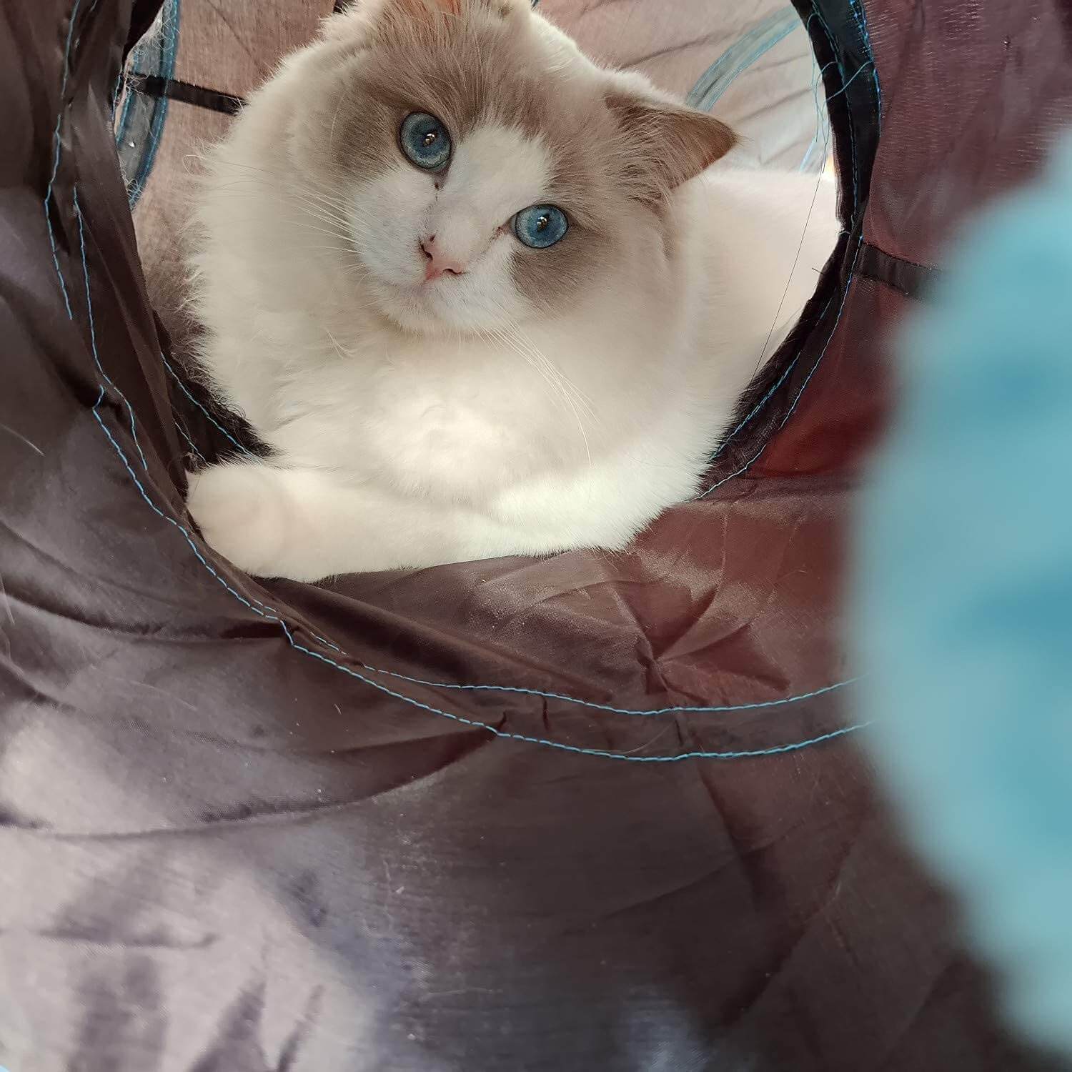 pets : Opvouwbare Kattenspeeltunnel in van Pantino