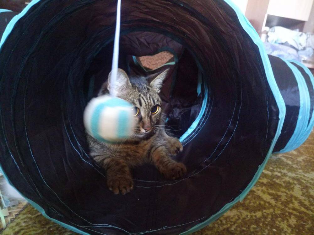 pets : Opvouwbare Kattenspeeltunnel in van Pantino