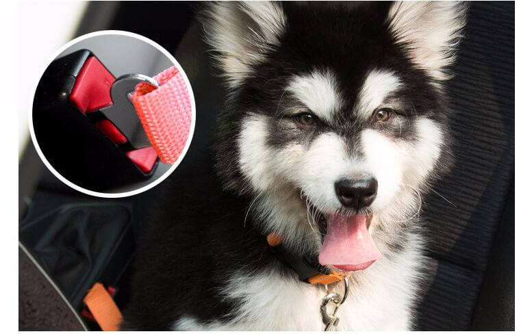 pets : Hond Auto Veiligheidsgordel - Rood in van Pantino