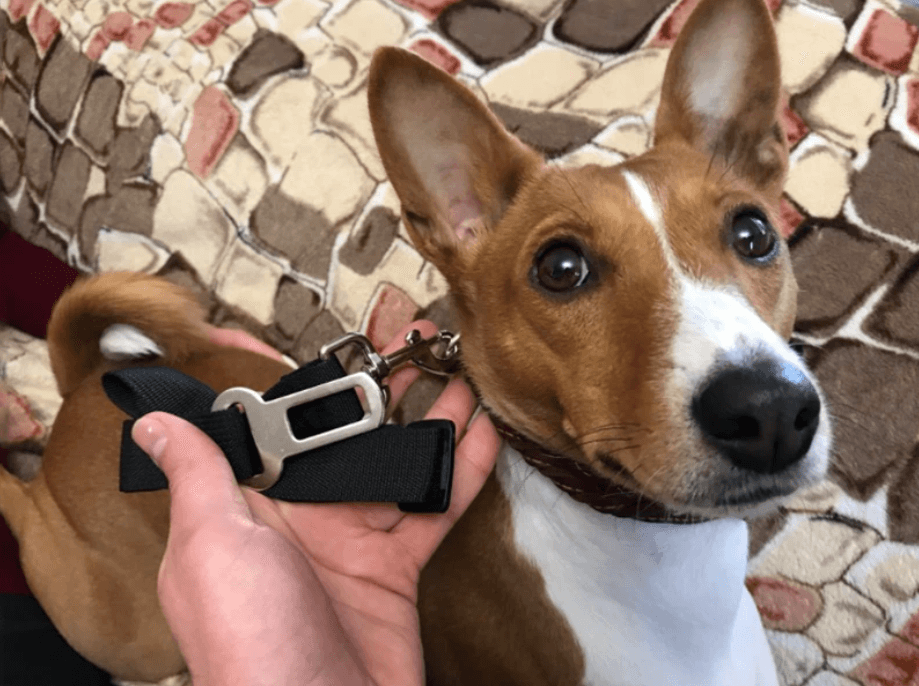 pets : Hond Auto Veiligheidsgordel - Rood in van Pantino
