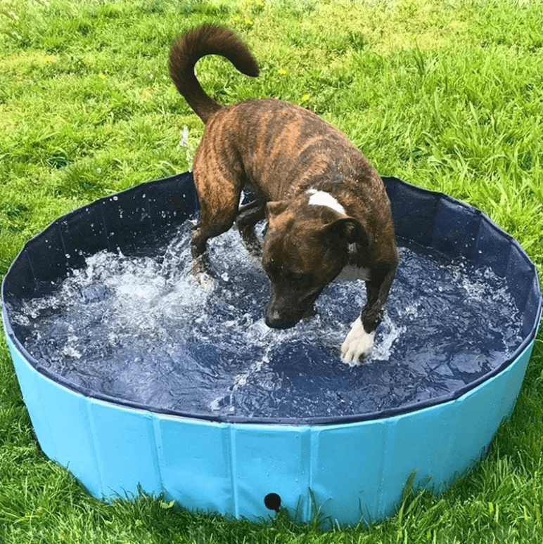 pets : Draagbaar Hondenzwembad Baby Kant - Blauw in van Pantino