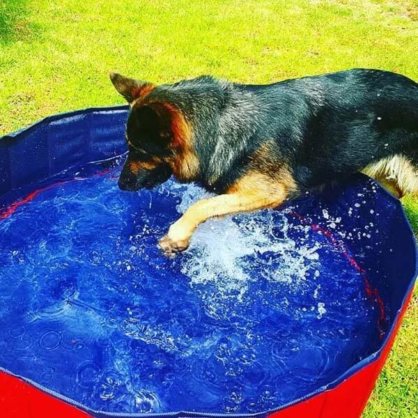 pets : Draagbaar Hondenzwembad Baby Kant - Blauw in van Pantino