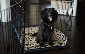 pets : SplashSafe - Herbruikbare Honden Plasmat in van Pantino